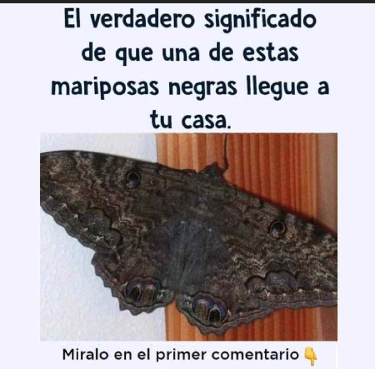 Álbumes 20+ Foto como se llaman las mariposas negras Actualizar