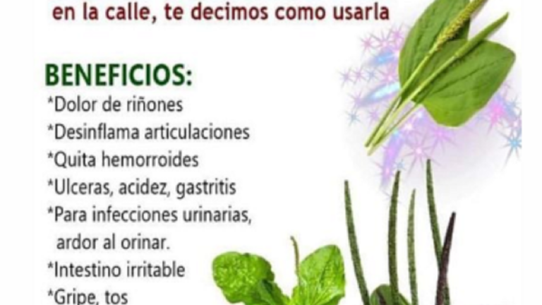 Esta Planta Es Un Tesoro Medicinal Y Mucho No Lo Saben Crece Hasta En